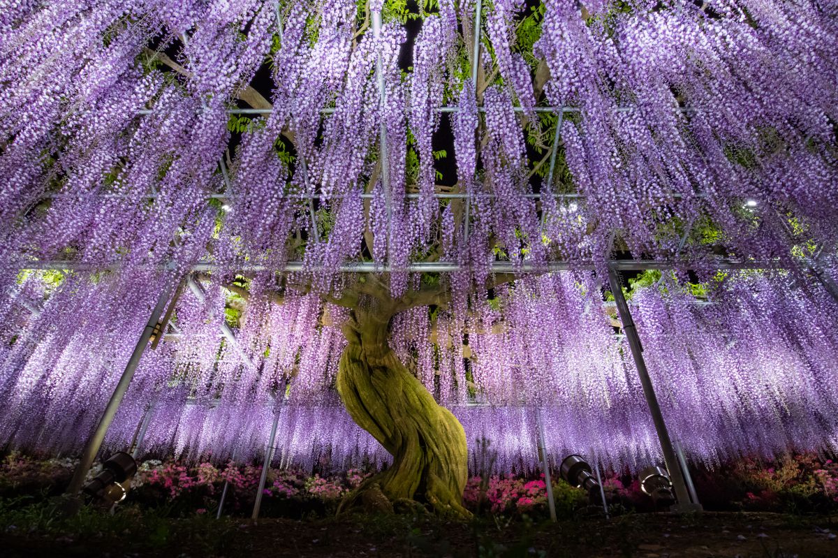 Purple shower | GANREF
