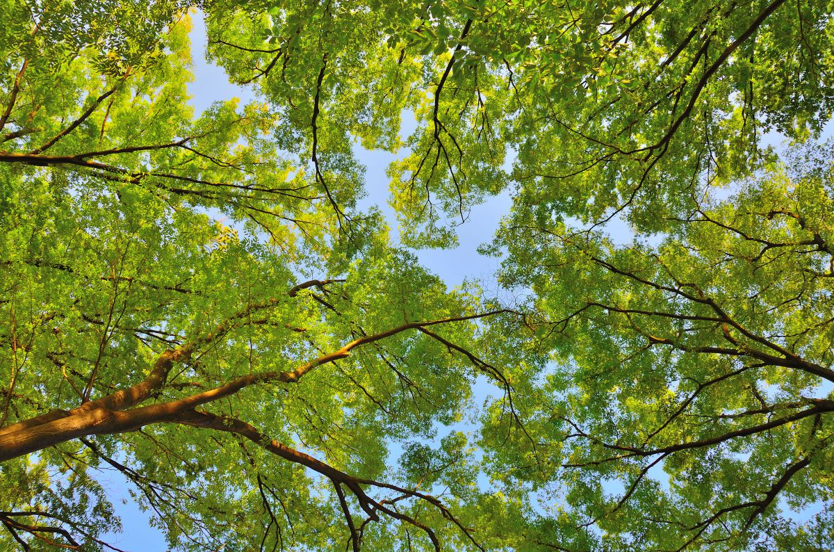 Blue & Green | GANREF