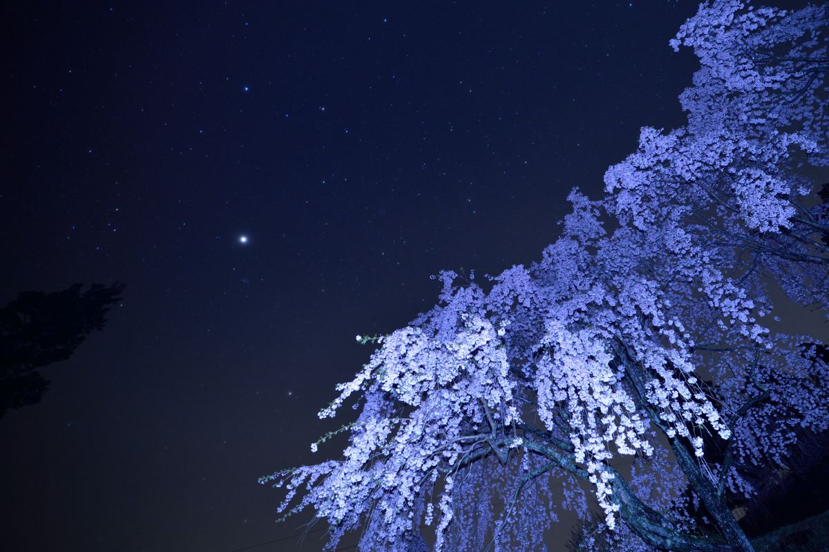 Matsphoto 夜空と桜の写真 夜空と桜 - しょうたろーブログ