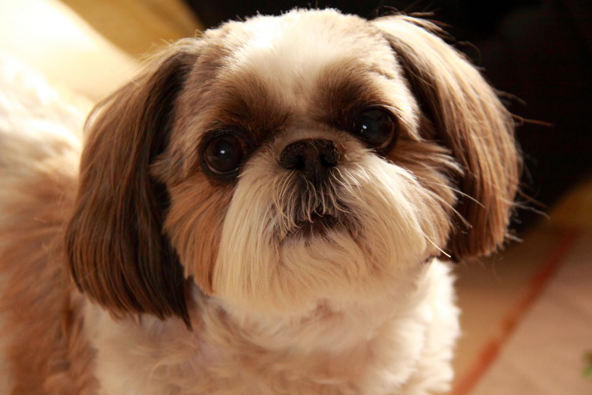 創美社 レトロ 犬 シーズー 創美社 レトロ 犬 シーズー 創美社 レトロ 犬 シーズー