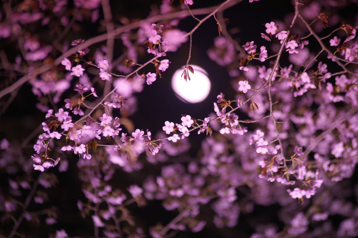 月夜桜 Tsukiya Zakura｜月夜桜 ｜ Moonlit Cherry Blossoms 🌙 (Original