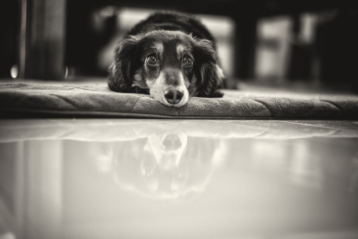reflection | GANREF