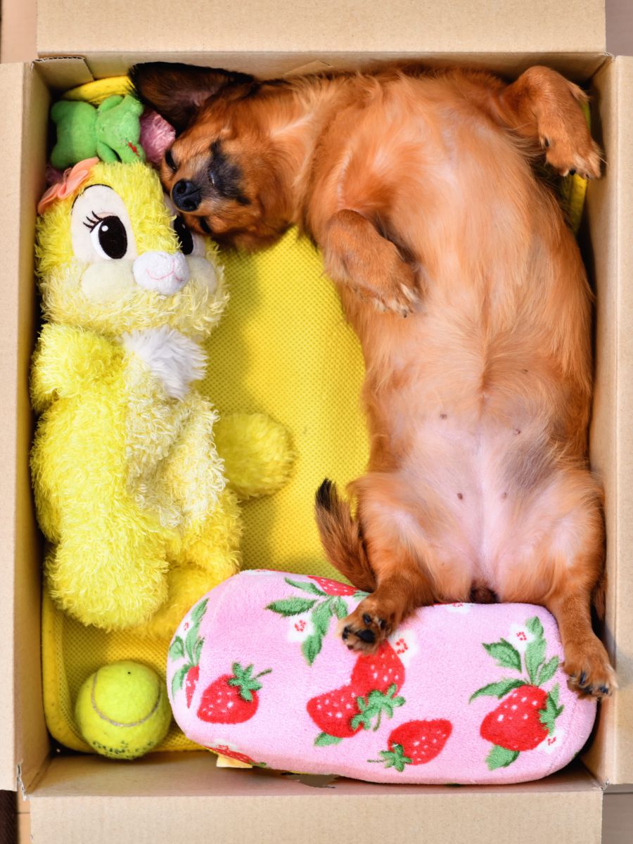 キャラ弁２日目 動物 犬 Ganref