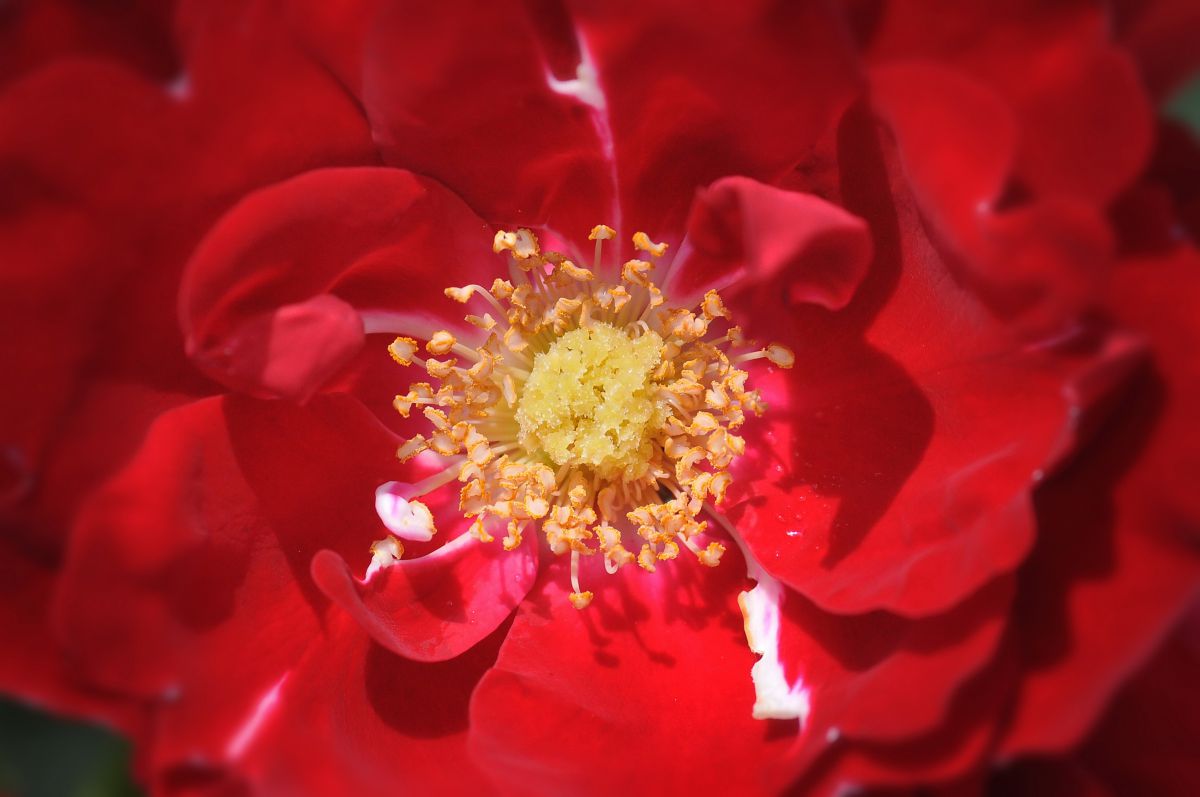 レッド・ローズ！ GANREF