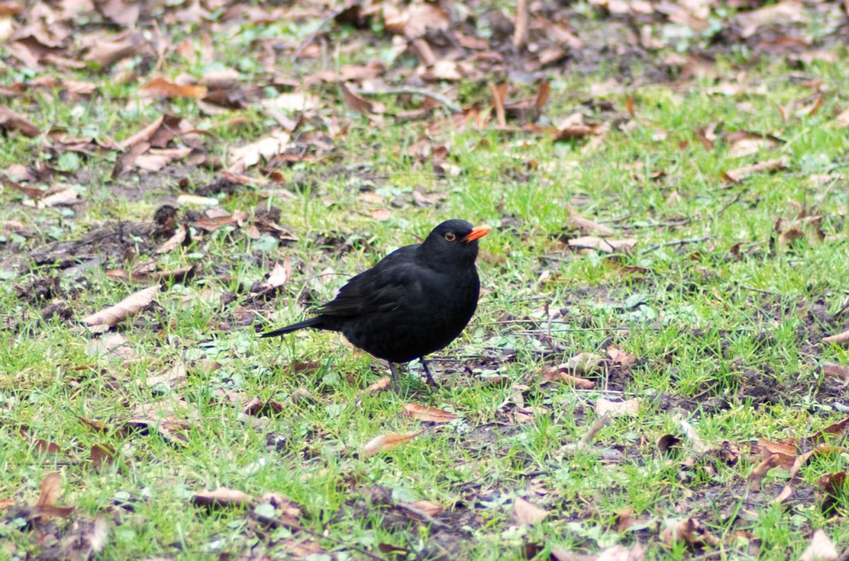 Black Bird | GANREF