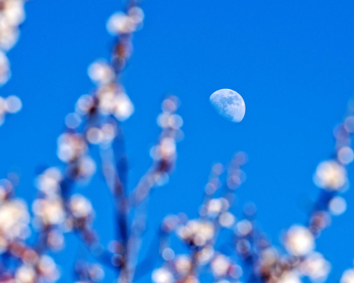 Blue Moon | GANREF