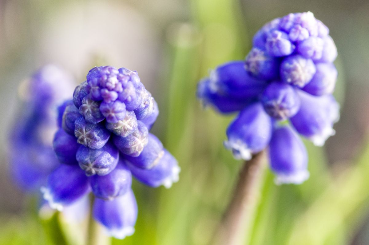 Blue | GANREF