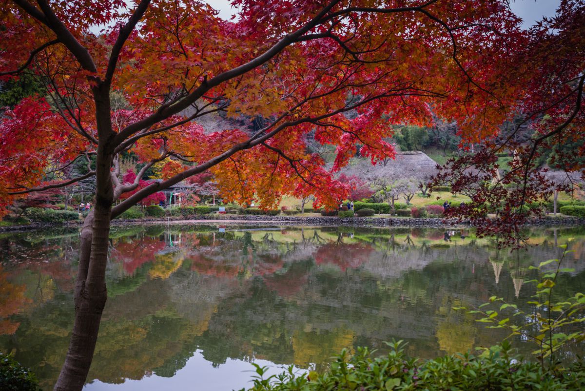Reflection | GANREF