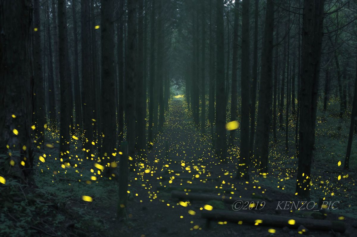 精霊の森② | GANREF