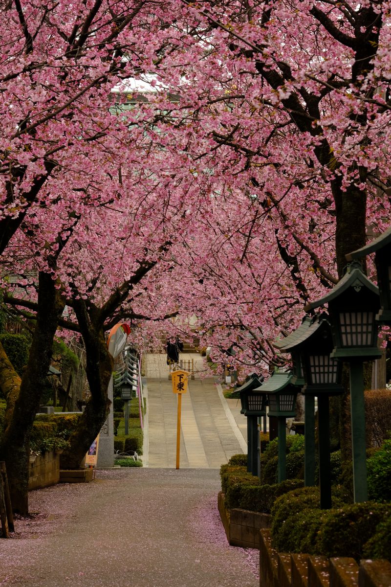 高品質　桜めのう カーネリアン　共生　フリーフォーム　浄化　癒し 高品質 桜めのう カーネリアン 共生 フリーフォーム 浄化 癒し