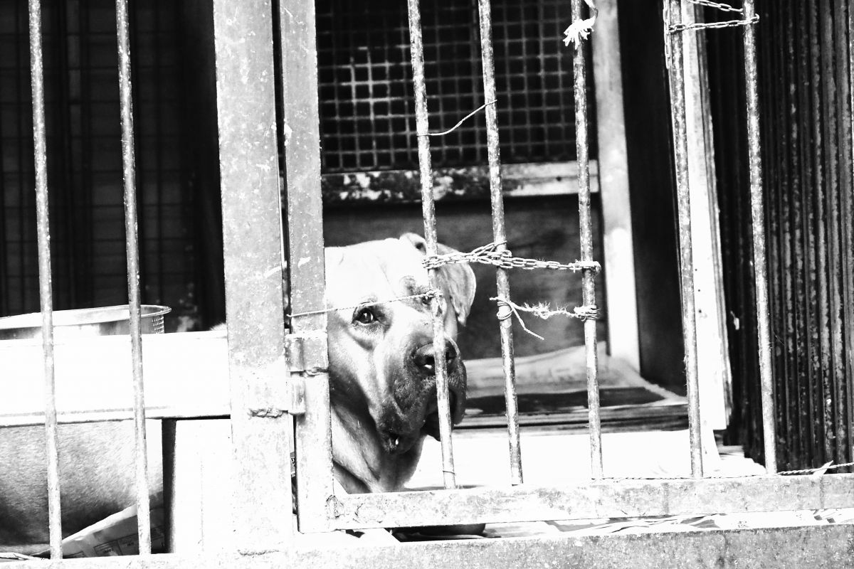 闘犬の一生 Ganref