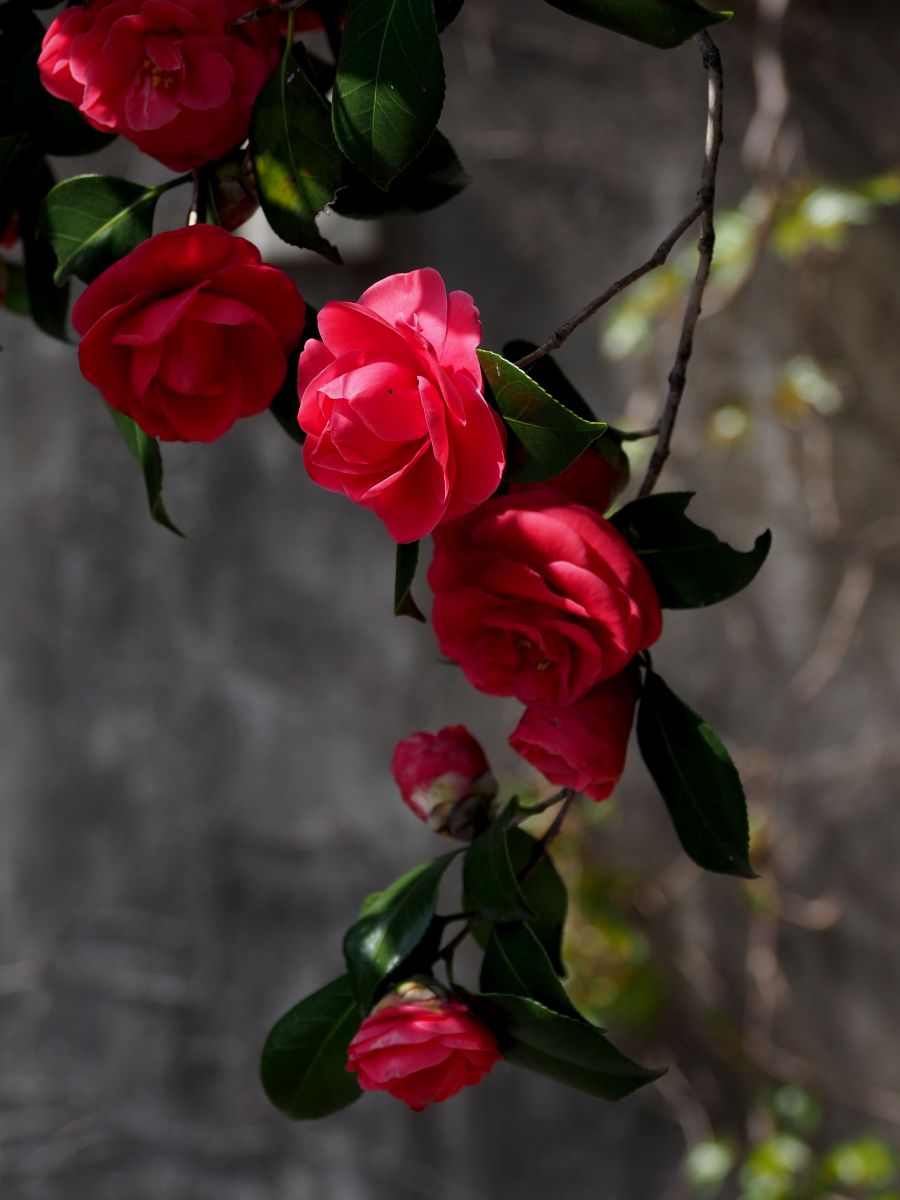 すべての花の画像 新鮮な椿 花びら 枚数