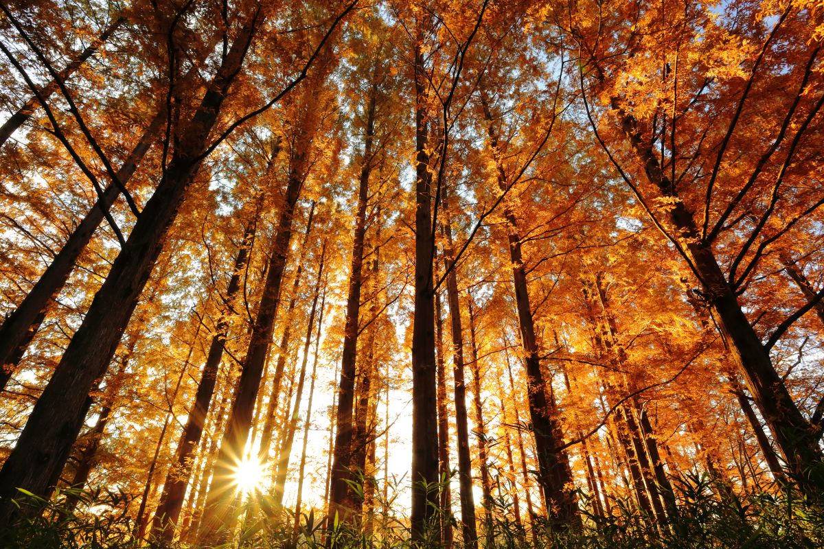 Dawn Redwood | GANREF