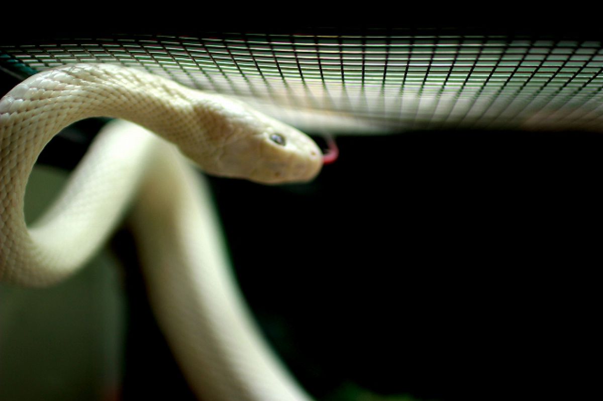 躍動する白い蛇 | GANREF