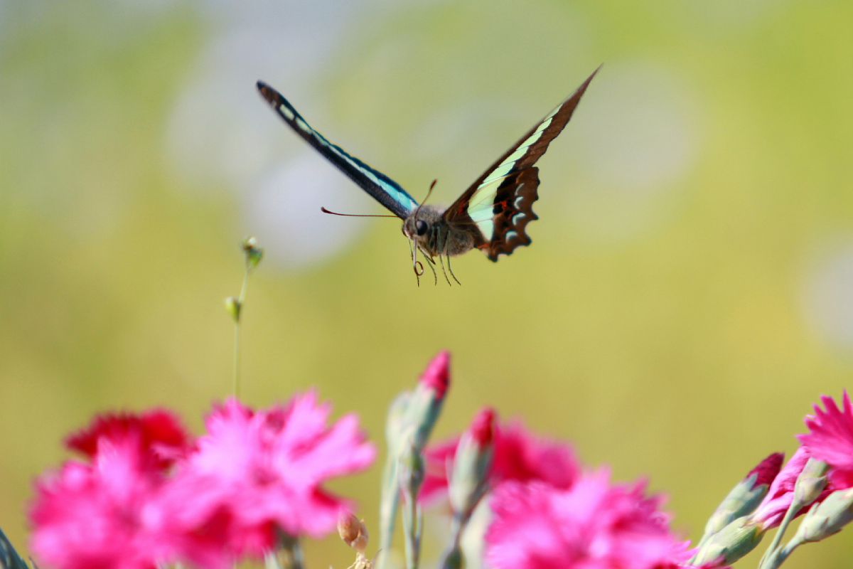 Landing to spring | GANREF