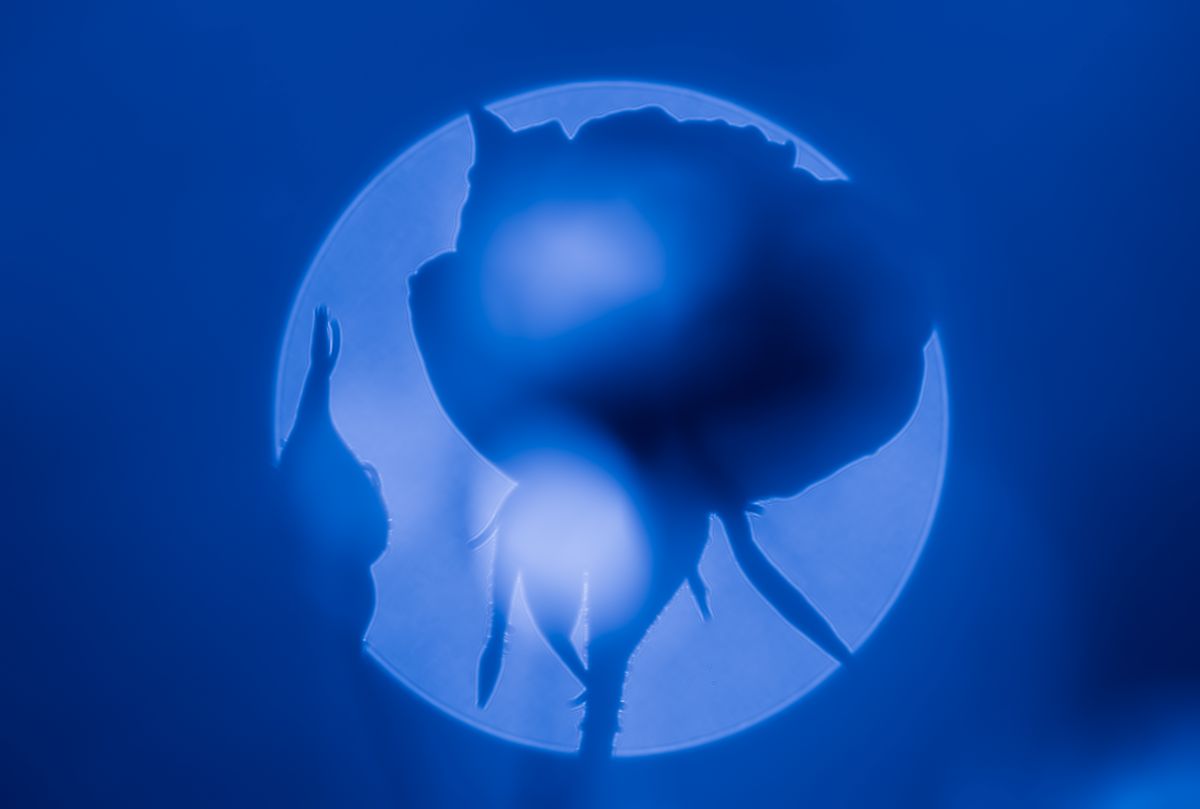 Blue Moon | GANREF