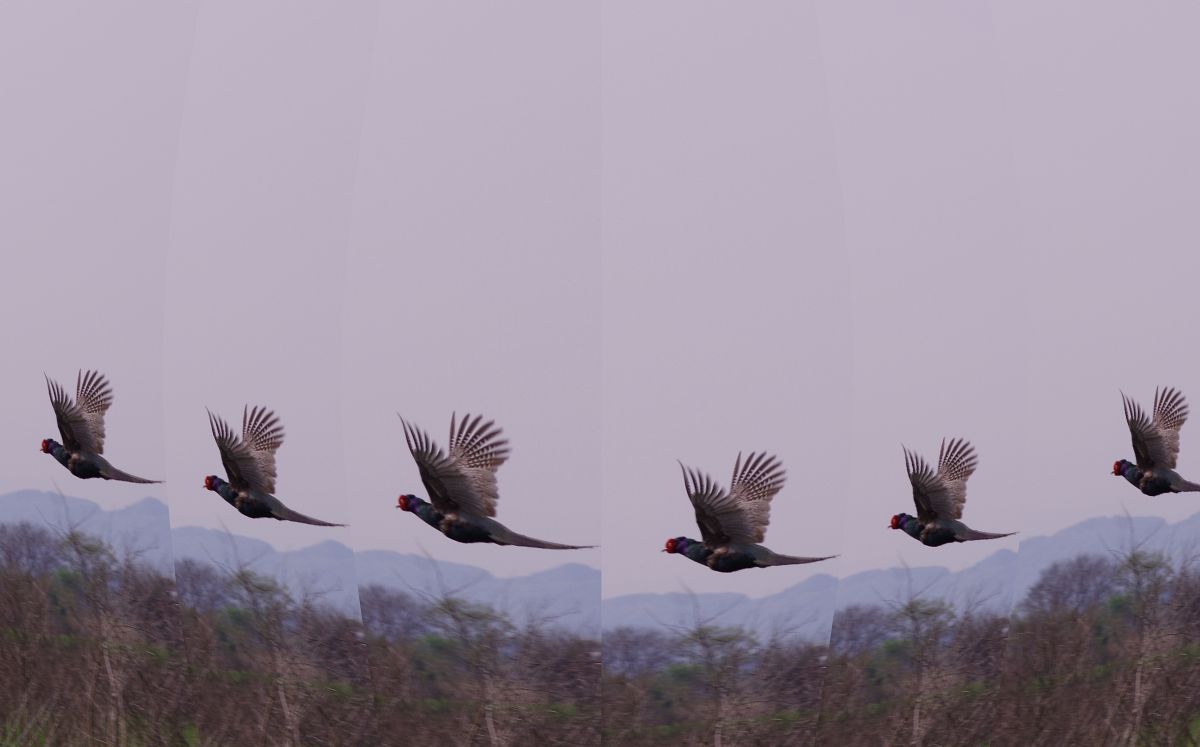 Fly | GANREF