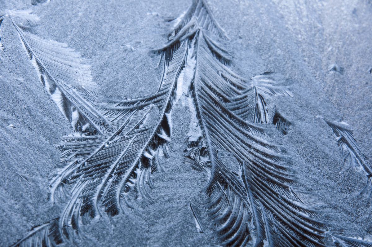 羽の化石？ | GANREF