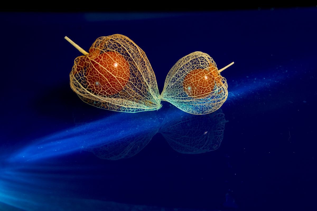 blue light | GANREF