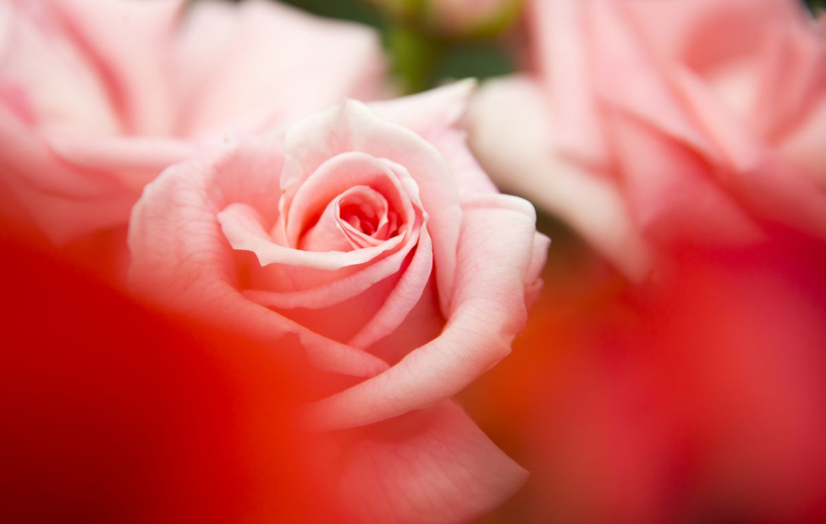 Rose Pink | GANREF