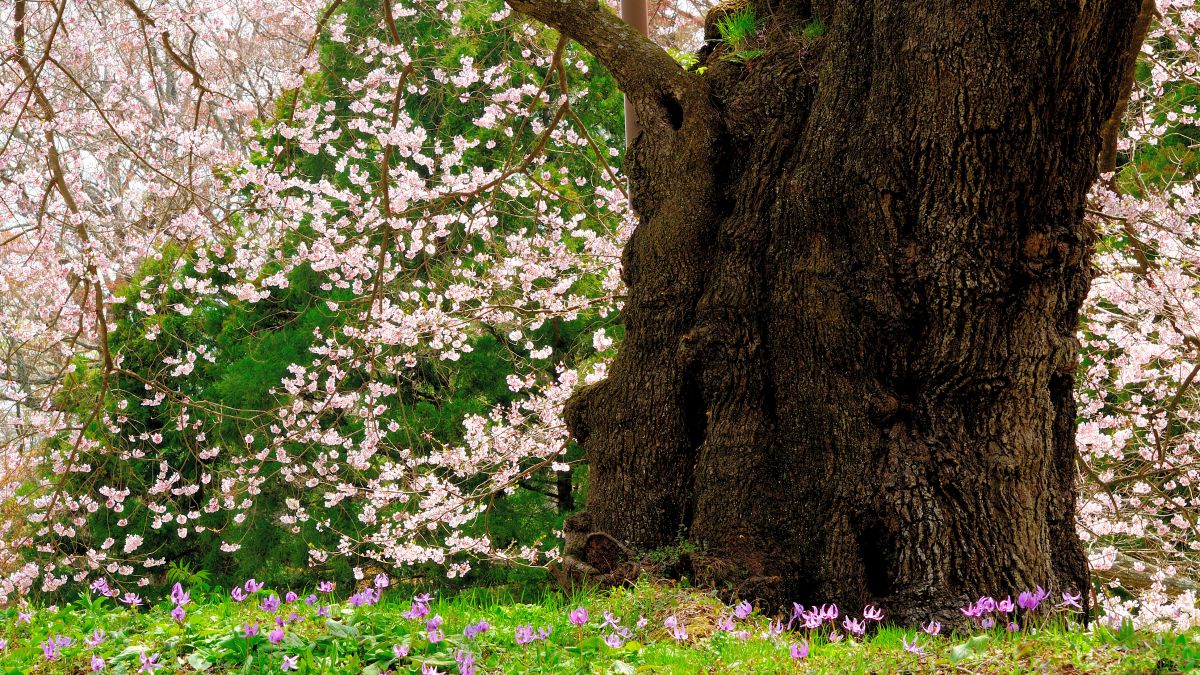 季節 春での、桜の木の下でお花見！ヘキサタープＬ 赤と白の桜の木の写真 – Unsplashの花の無料画像