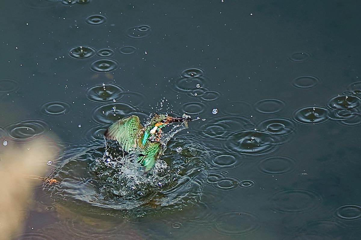 ウォータークラウン Ganref