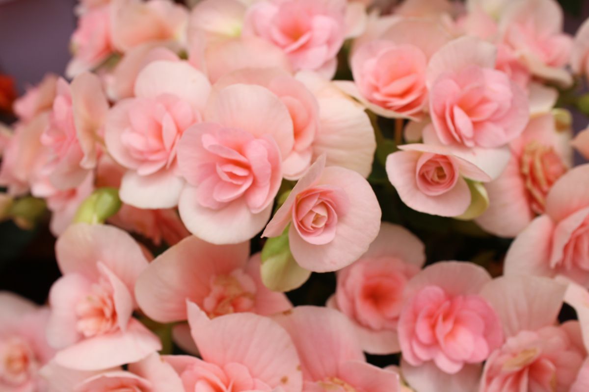 Flower to relax | GANREF