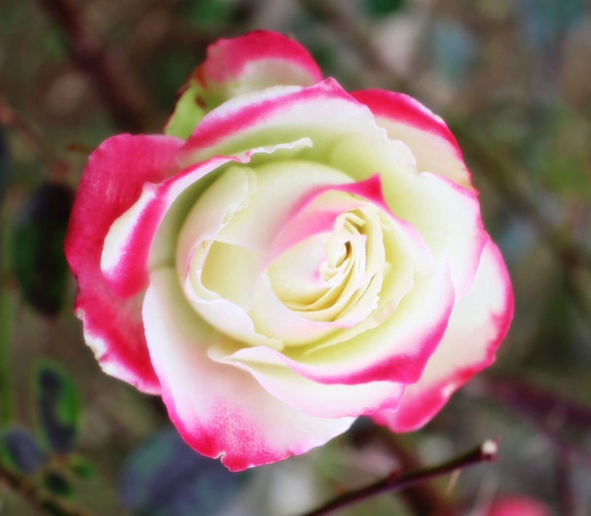 Beautiful Rose | GANREF