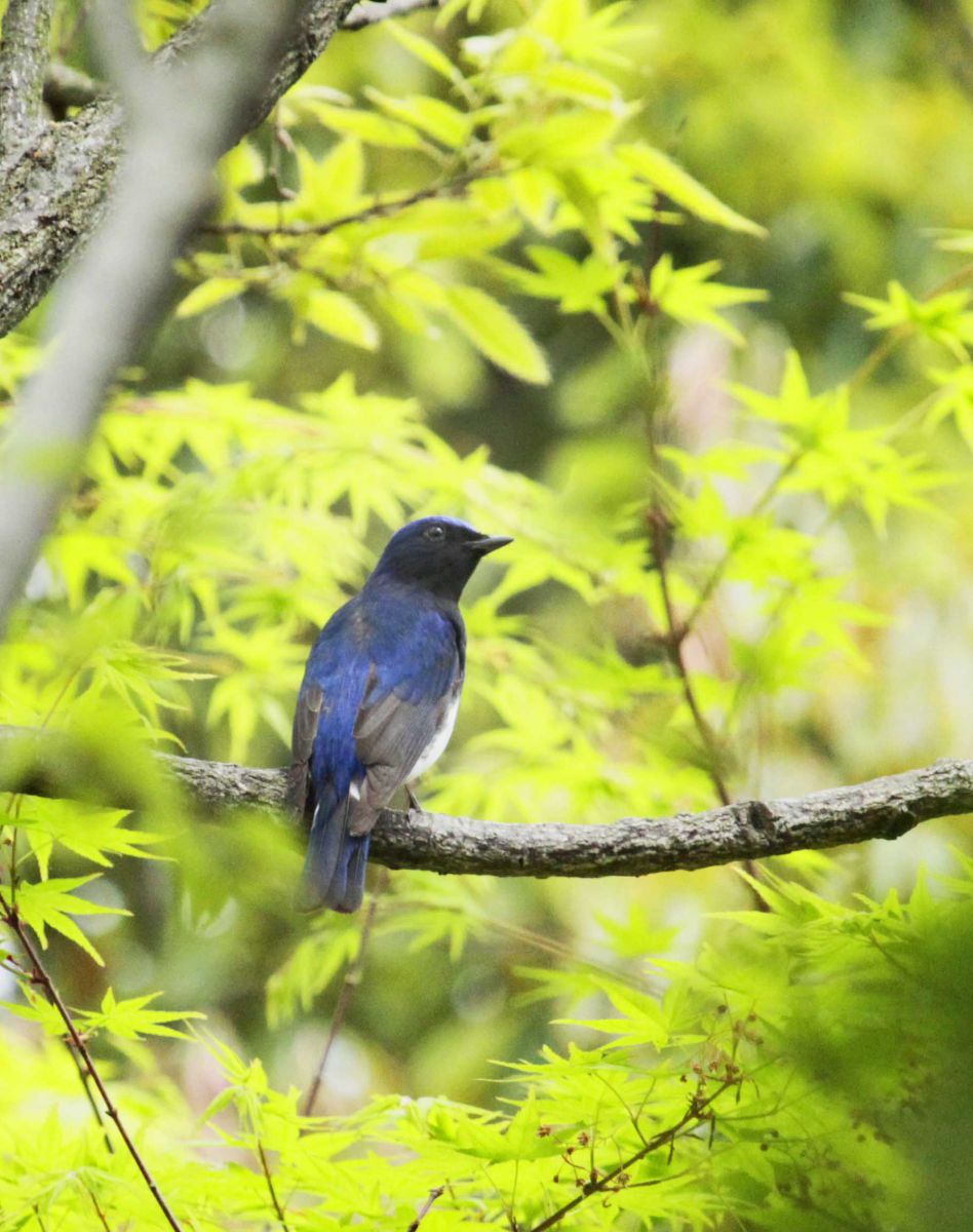 ごきげんよう ♪ GANREF