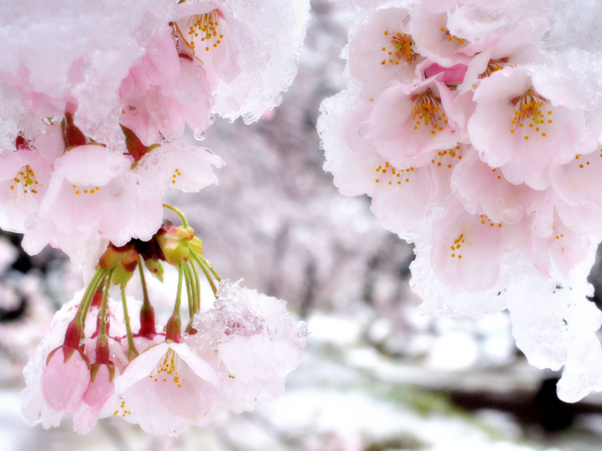 雪桜 | GANREF