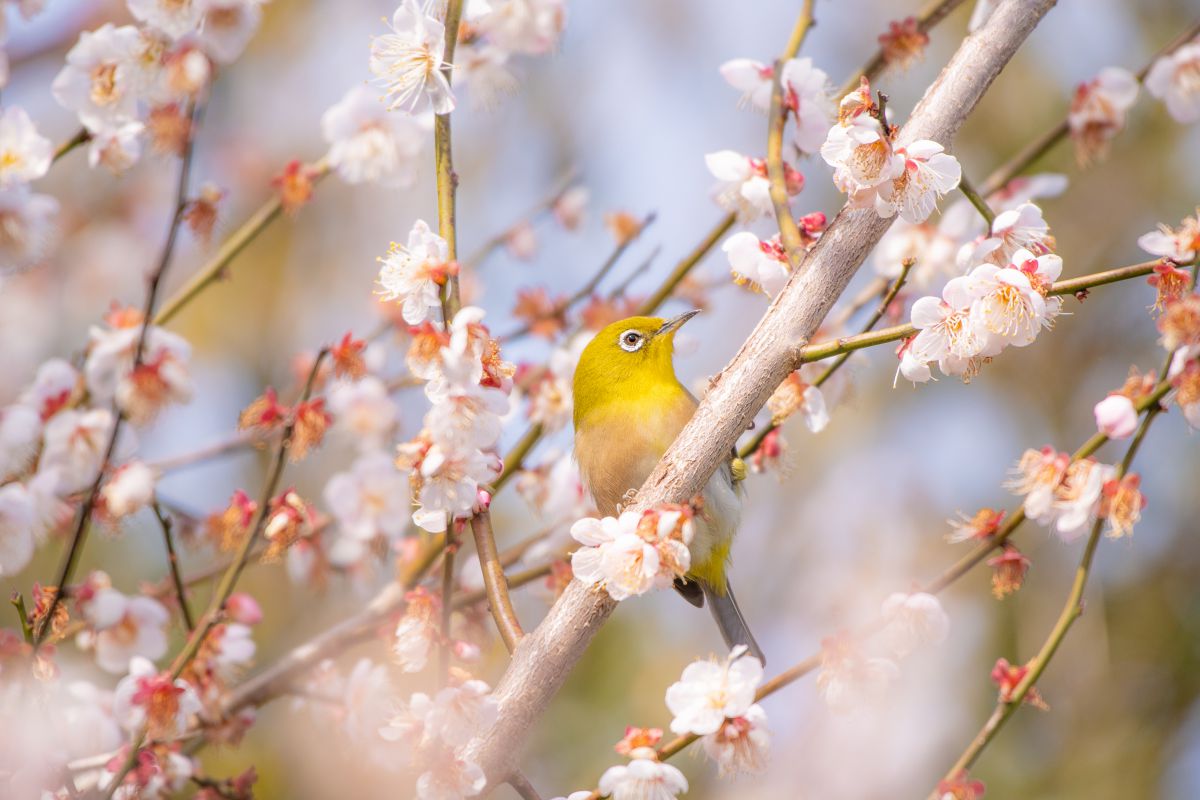花と鳥と | GANREF