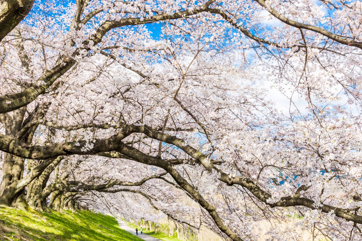 背割堤の桜景 | GANREF