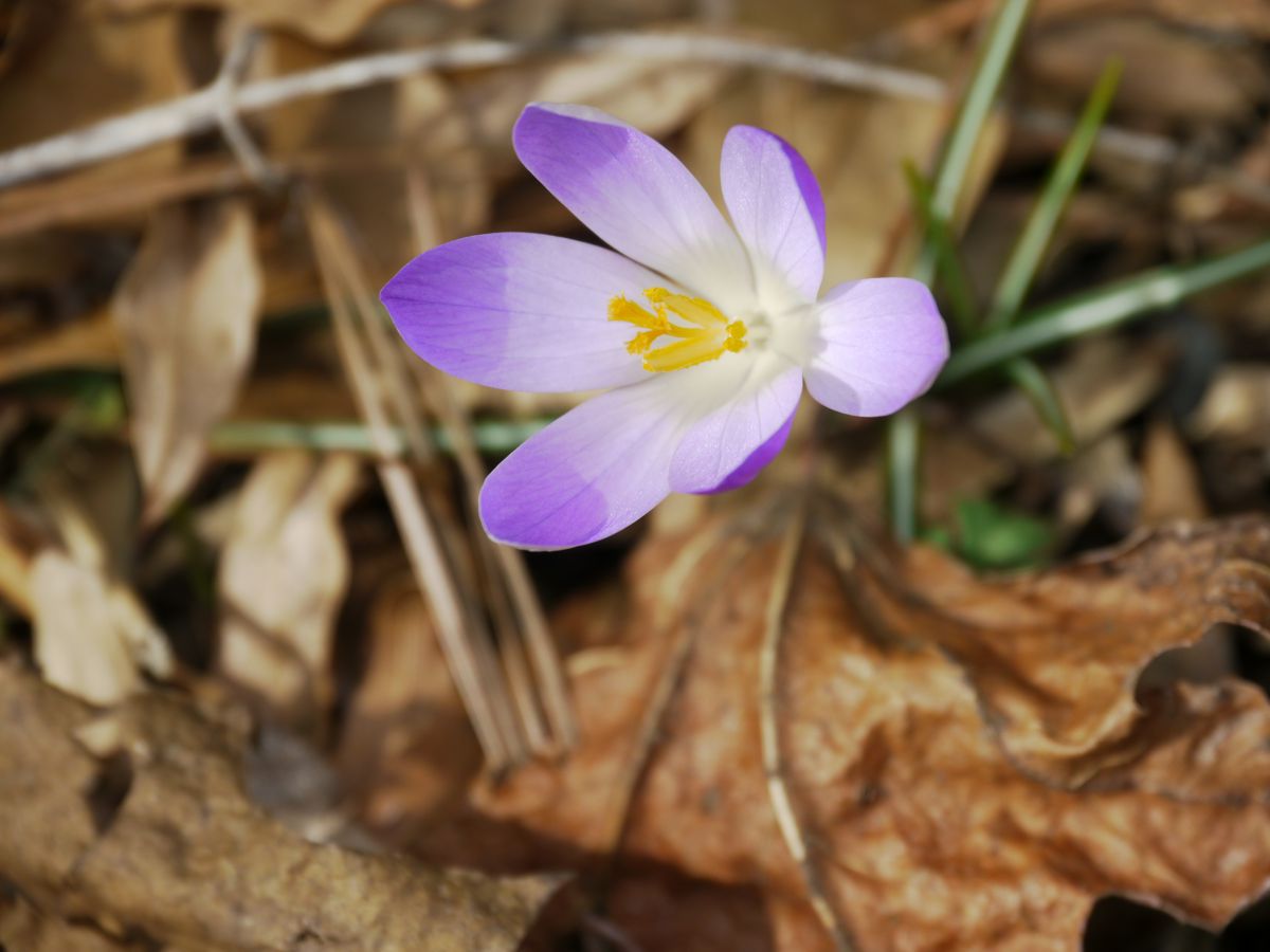 Spring | GANREF