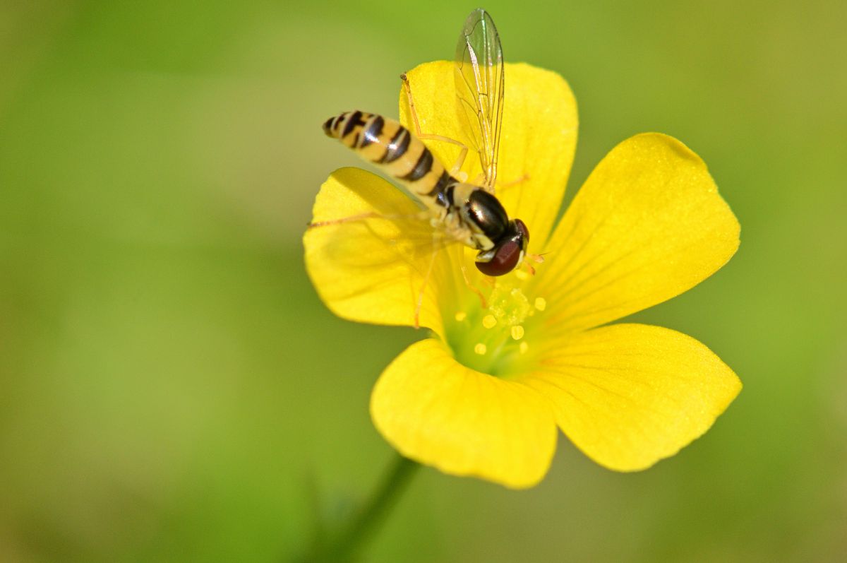 yellow | GANREF