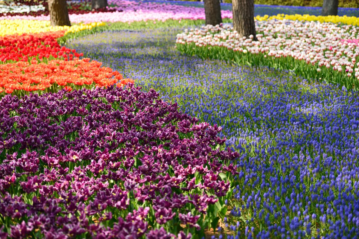 The Stream of Color | GANREF