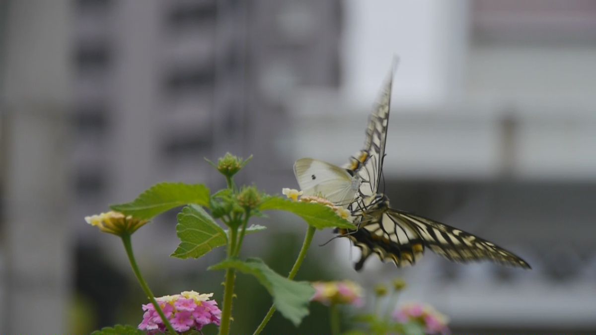 Butterfly attack 4.JPG GANREF