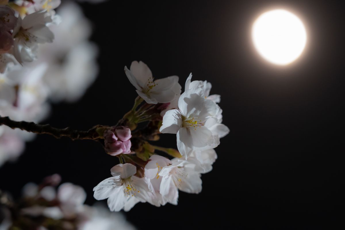 月夜桜2 | GANREF