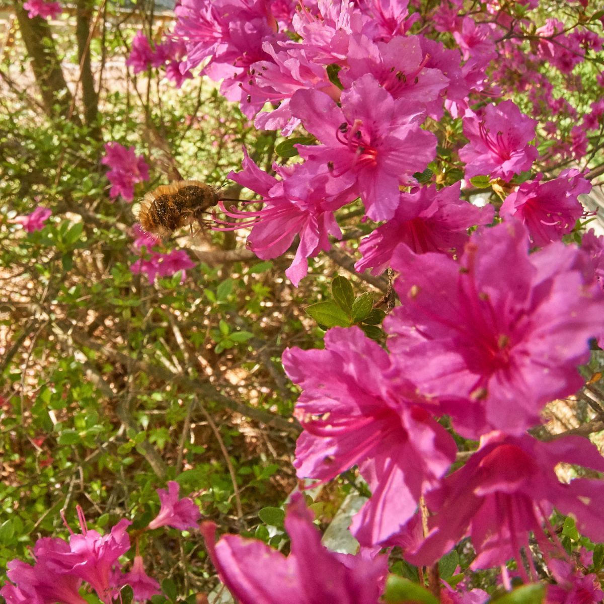 ツツジの蜜を吸うビロードツリアブ 動物 虫 昆虫 Ganref