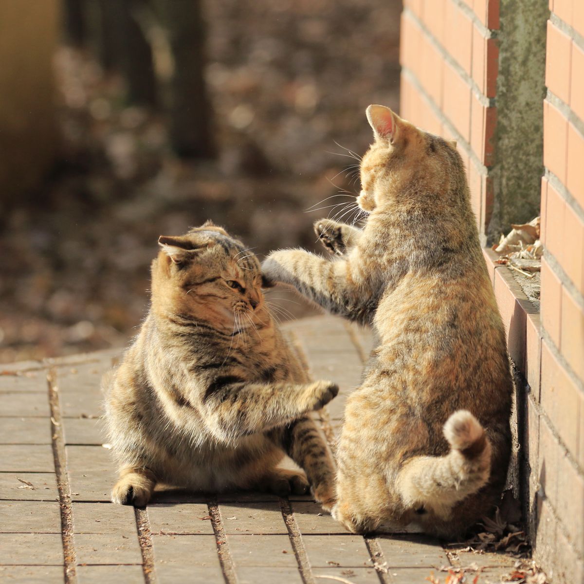 猫パンチ 2fd137c3c28dabf00e2af603dbf88c