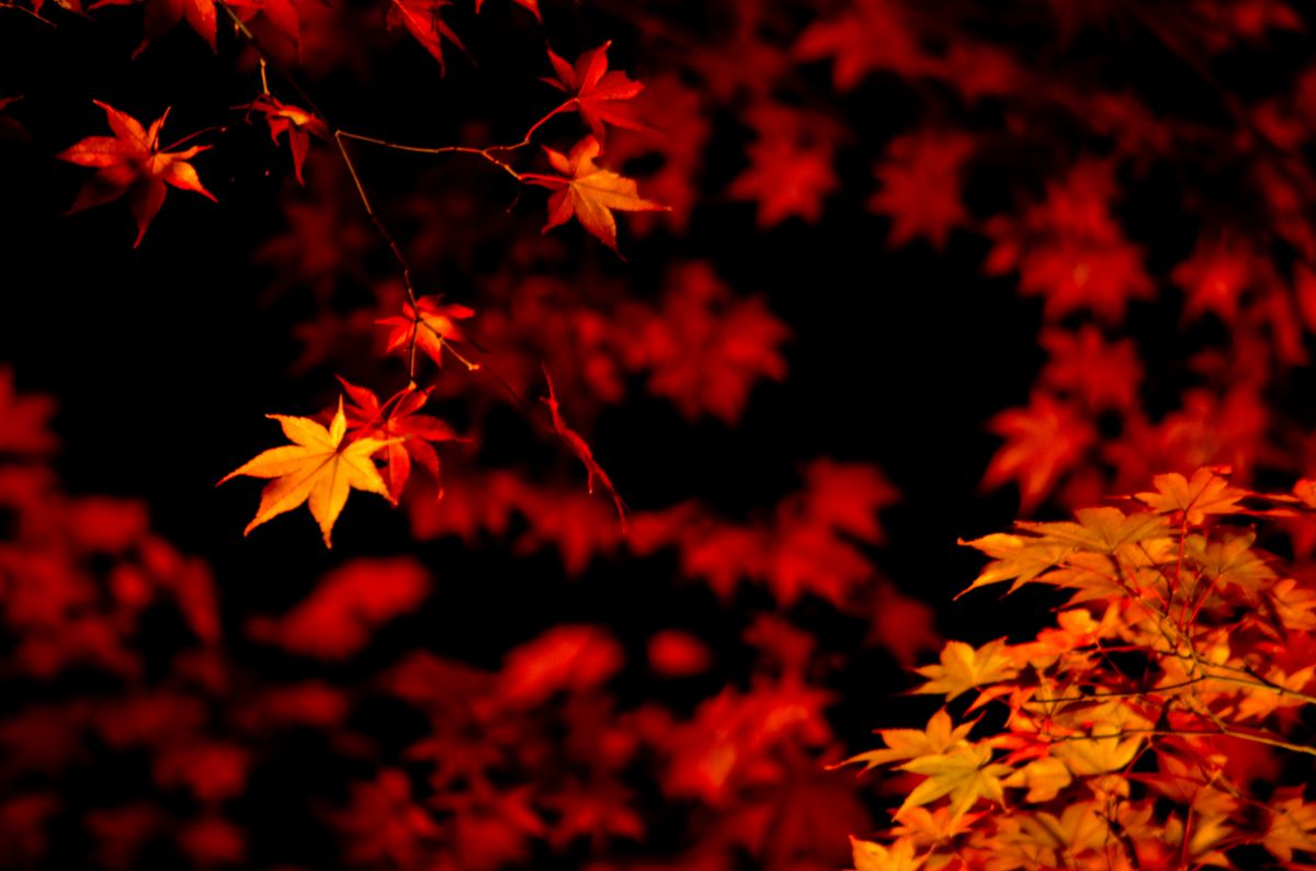 Burning Maple GANREF