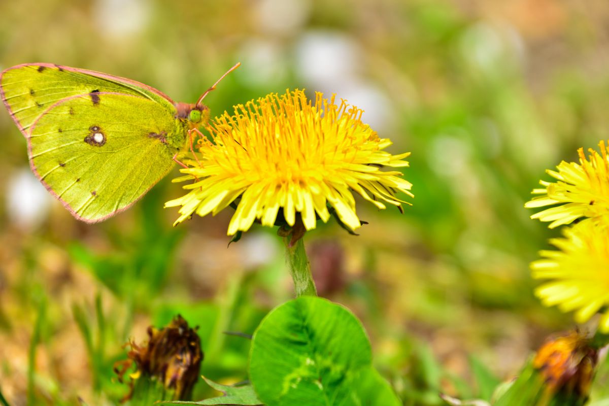 Yellow and Yellow | GANREF