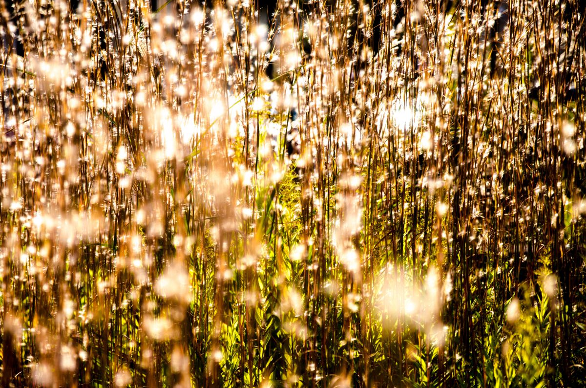 晩秋の煌めき GANREF