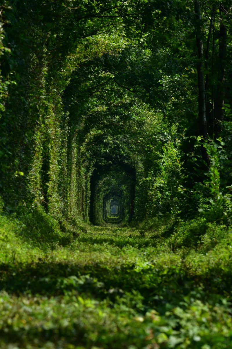 緑のトンネル | GANREF