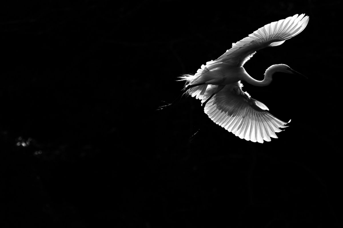 白鷺（モノクロ） | GANREF