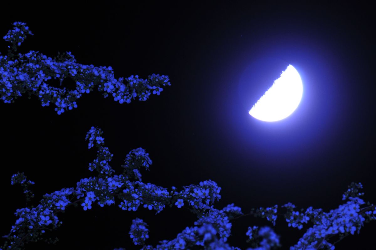 上弦の月 上弦の月 2022年4月9日・月が沈むとき真っ赤に焼けて幻想的