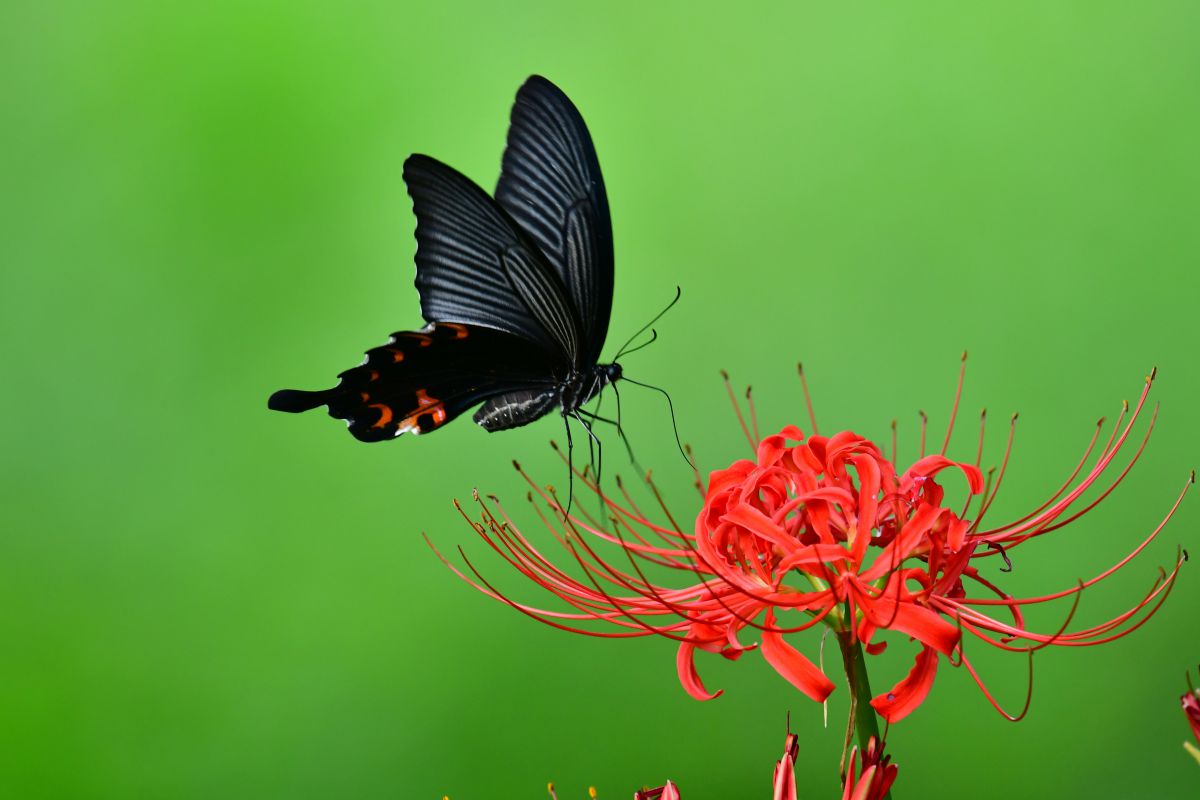 赤い花と黒い蝶（クロアゲハ） | GANREF