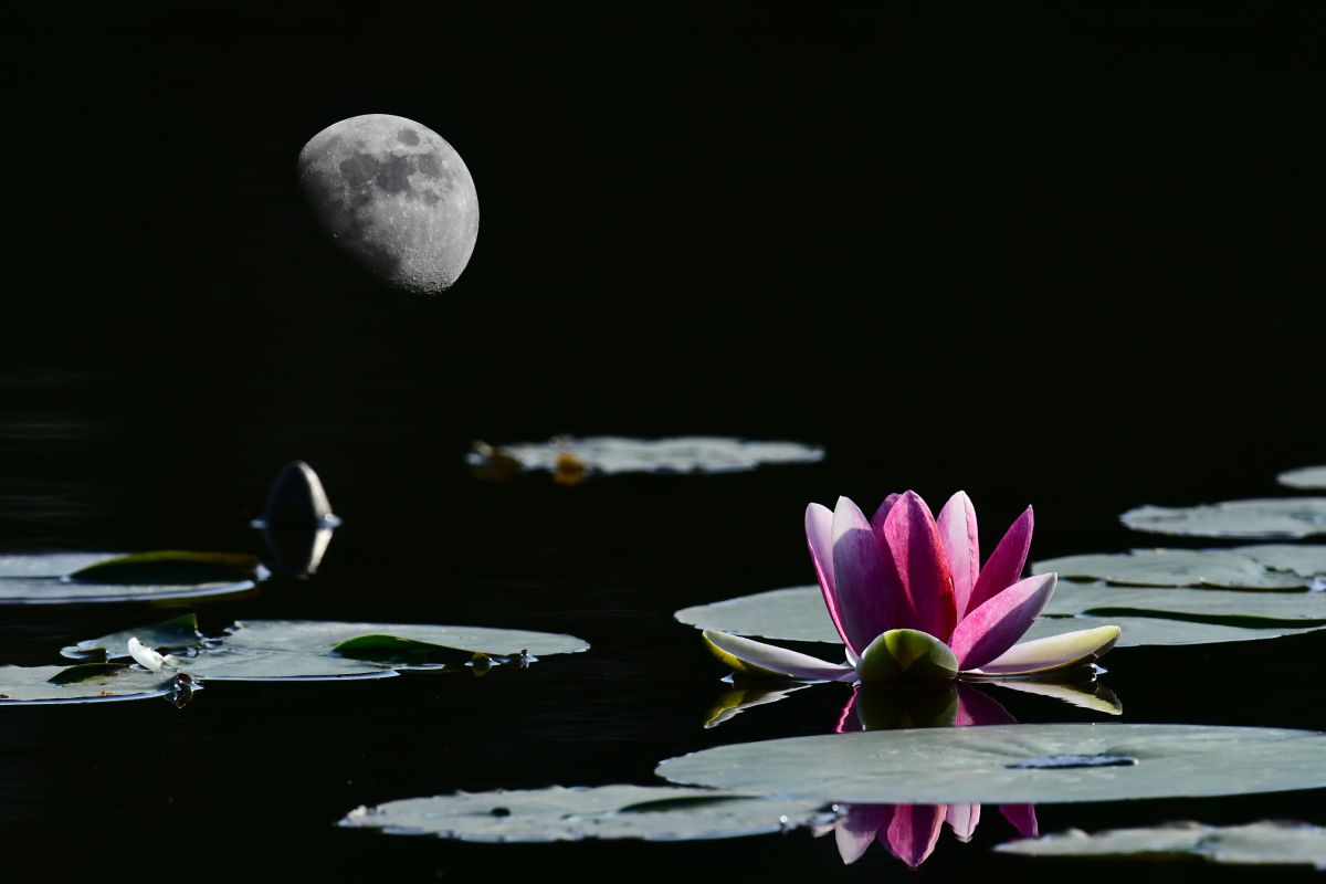睡蓮と月（月例 9.6） | GANREF