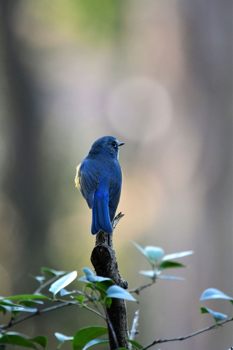 幸せの青い鳥 | GANREF