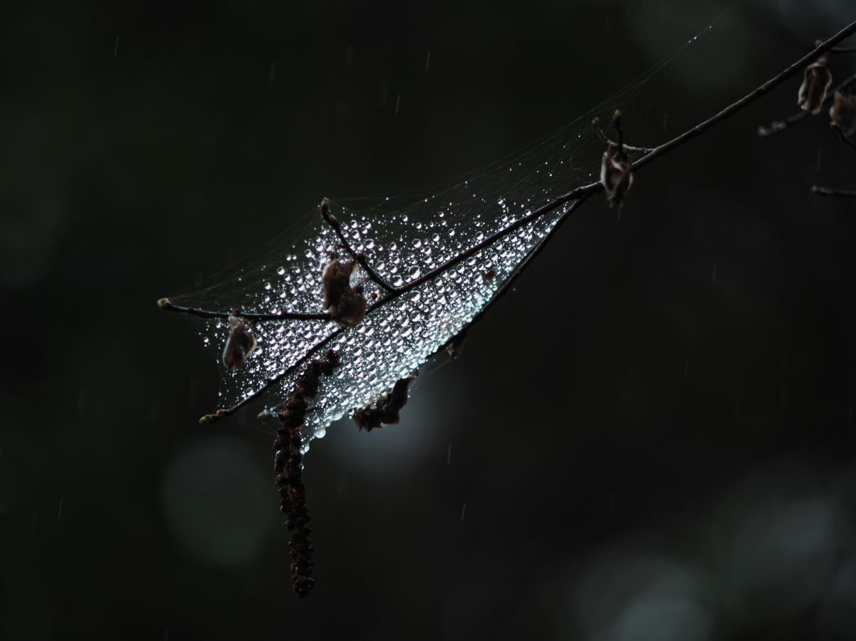 霧雨 | GANREF