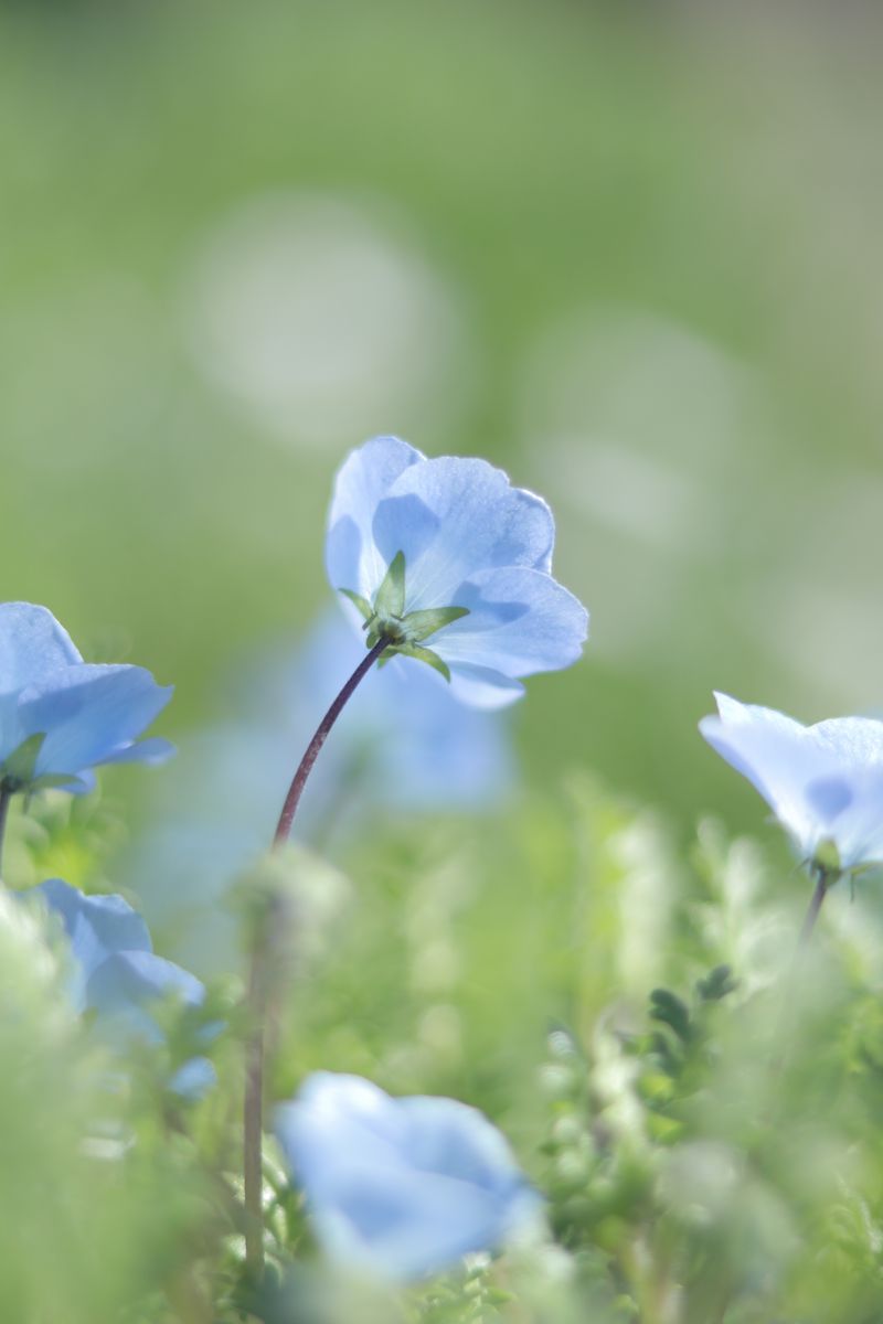 ネモフィラ | GANREF